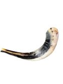 Shofar róg Barani